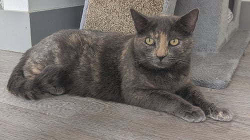 NOVA - Tortoiseshell available for adoption