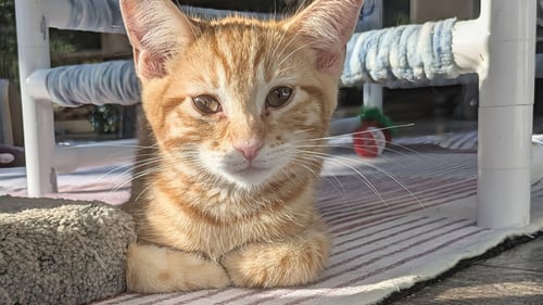 PUMPKIN - Domestic Short Hair available for adoption