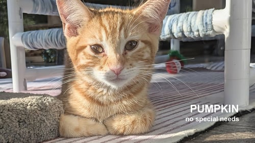 PUMPKIN - Domestic Short Hair available for adoption