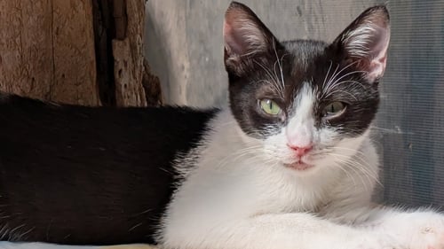 POE - Domestic Short Hair available for adoption