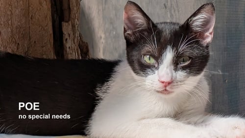 POE - Domestic Short Hair available for adoption