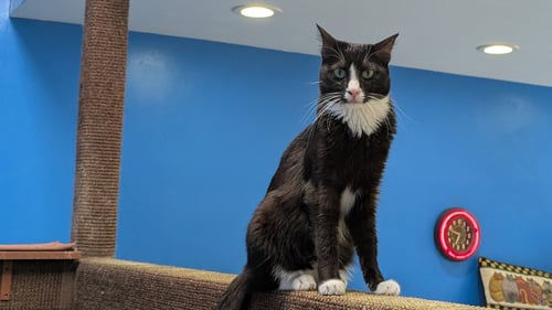 ISA - Domestic Short Hair available for adoption