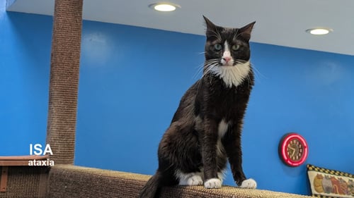 ISA - Domestic Short Hair available for adoption