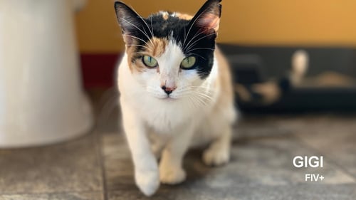 GIGI - Calico available for adoption