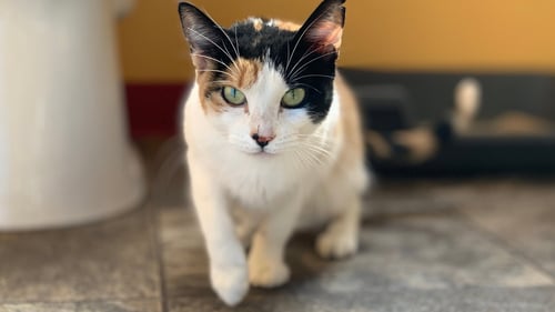 GIGI - Calico available for adoption