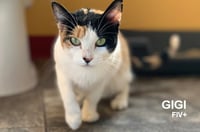 GiGi - Photo 4