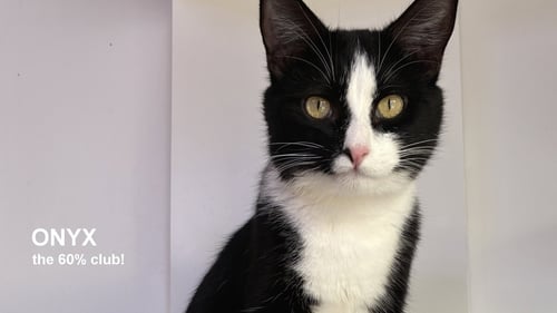 ONYX - Domestic Short Hair available for adoption