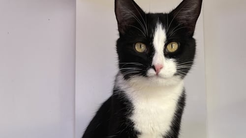 ONYX - Domestic Short Hair available for adoption