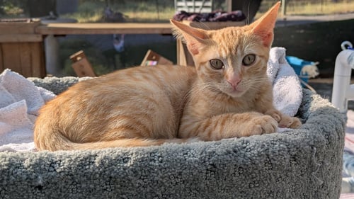 ZOE - Domestic Short Hair available for adoption