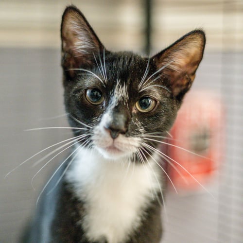 CRULLER - Domestic Short Hair for adoption in Savannah