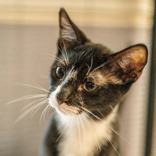 CRULLER - Domestic Short Hair available for adoption