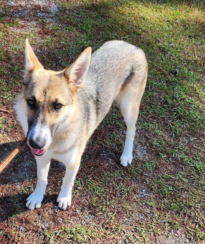 MISHA - Shepherd available for adoption