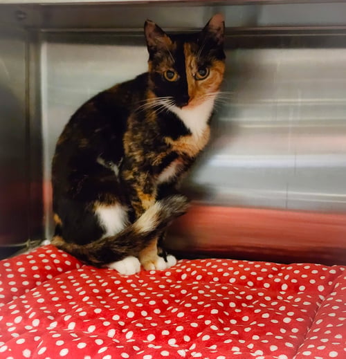 GROOVIN - Domestic Short Hair available for adoption