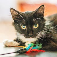 Agatha Kitty - Photo 1