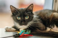 Agatha Kitty - Photo 2
