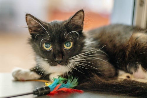 AGATHA KITTY - Domestic Short Hair available for adoption
