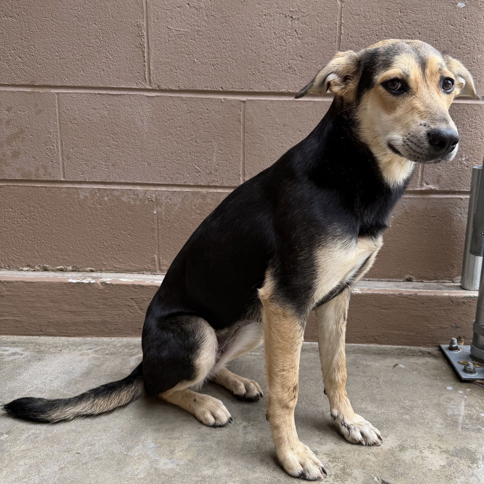 ELIZABETH - Hound available for adoption