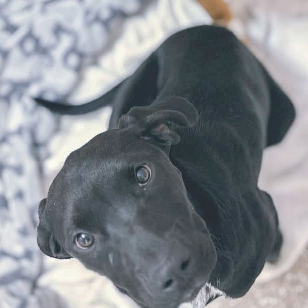 MAZIE - Coonhound available for adoption