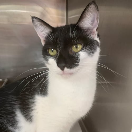 REGGAE - Domestic Short Hair for adoption in Savannah