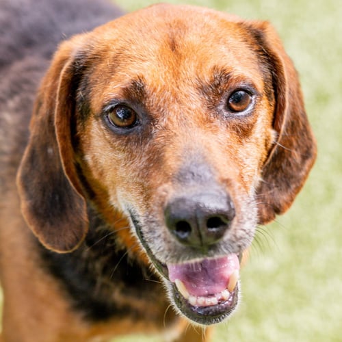 JIMMY - Hound available for adoption