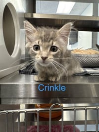 Crinkle - Photo 1