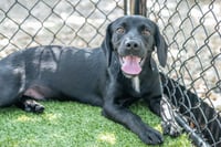 Snoop - Photo 2