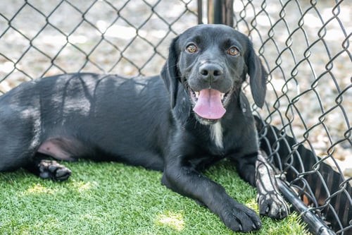 SNOOP - Cocker Spaniel / Labrador Retriever available for adoption