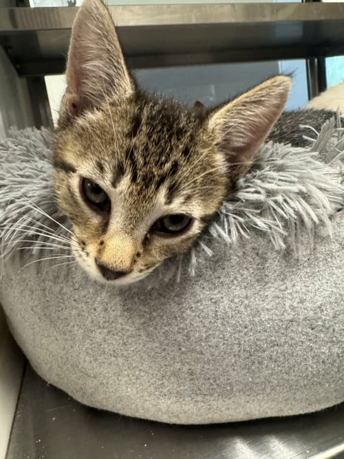 RIGATONI - Domestic Short Hair for adoption in Savannah