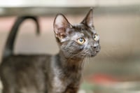 Arya - Photo 3