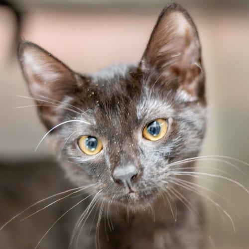 ARYA - Domestic Short Hair available for adoption