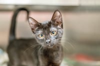 Arya - Photo 2