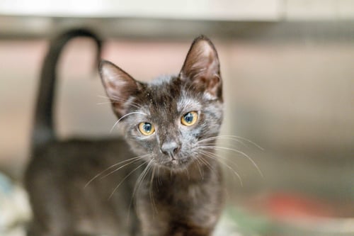 ARYA - Domestic Short Hair available for adoption