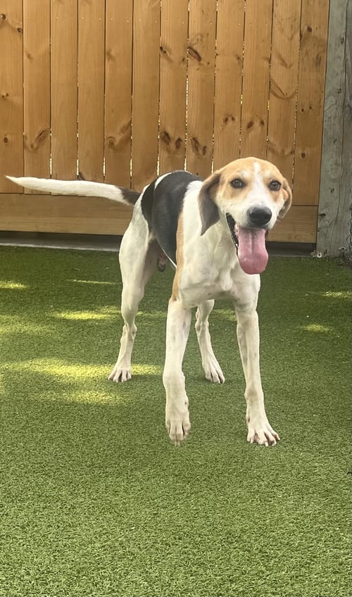 TILLMAN - Hound available for adoption