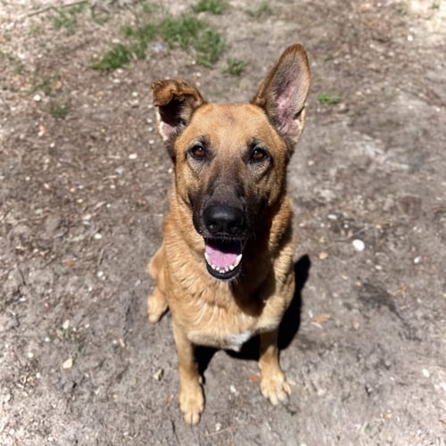 HOPE - German Shepherd Dog available for adoption