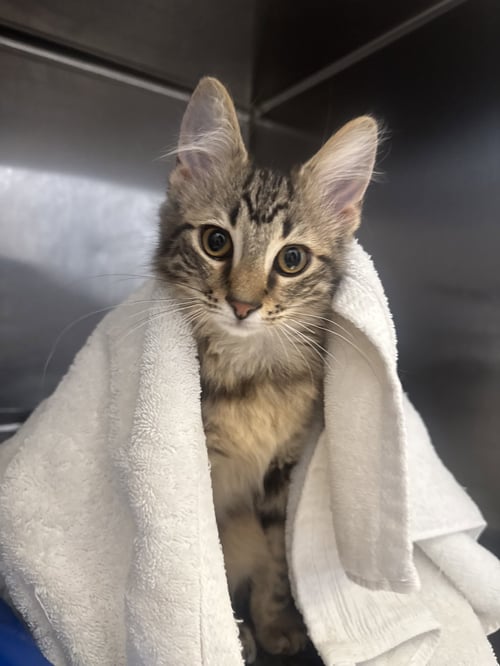 E Z GO - Domestic Short Hair available for adoption
