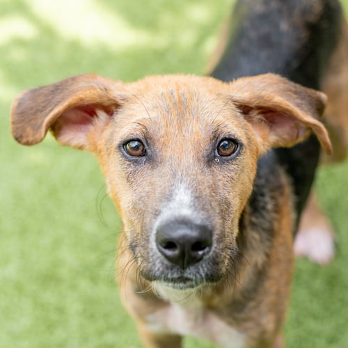 HARVEY - Hound available for adoption