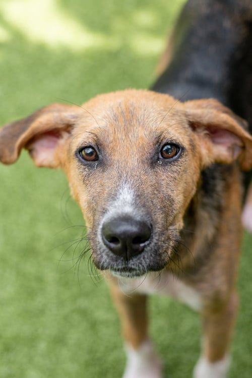 HARVEY - Hound available for adoption