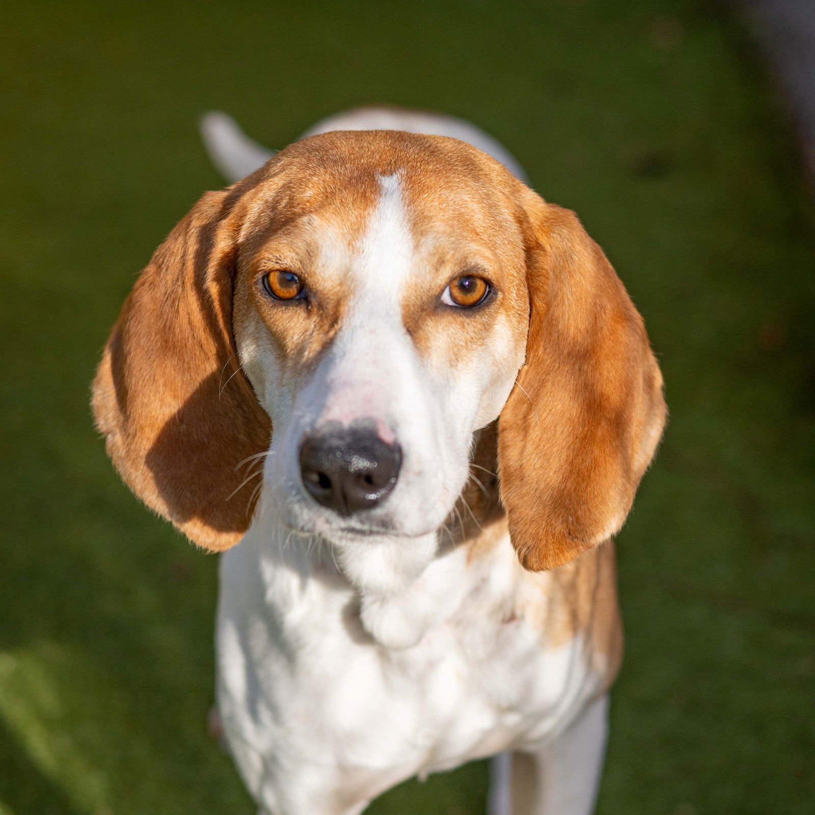 BETTY - Hound available for adoption