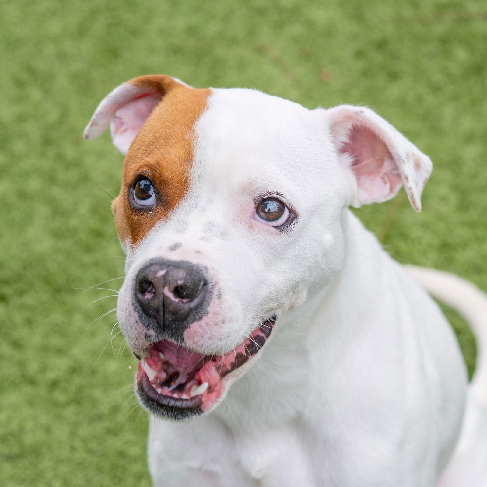 YODER - Boxer available for adoption