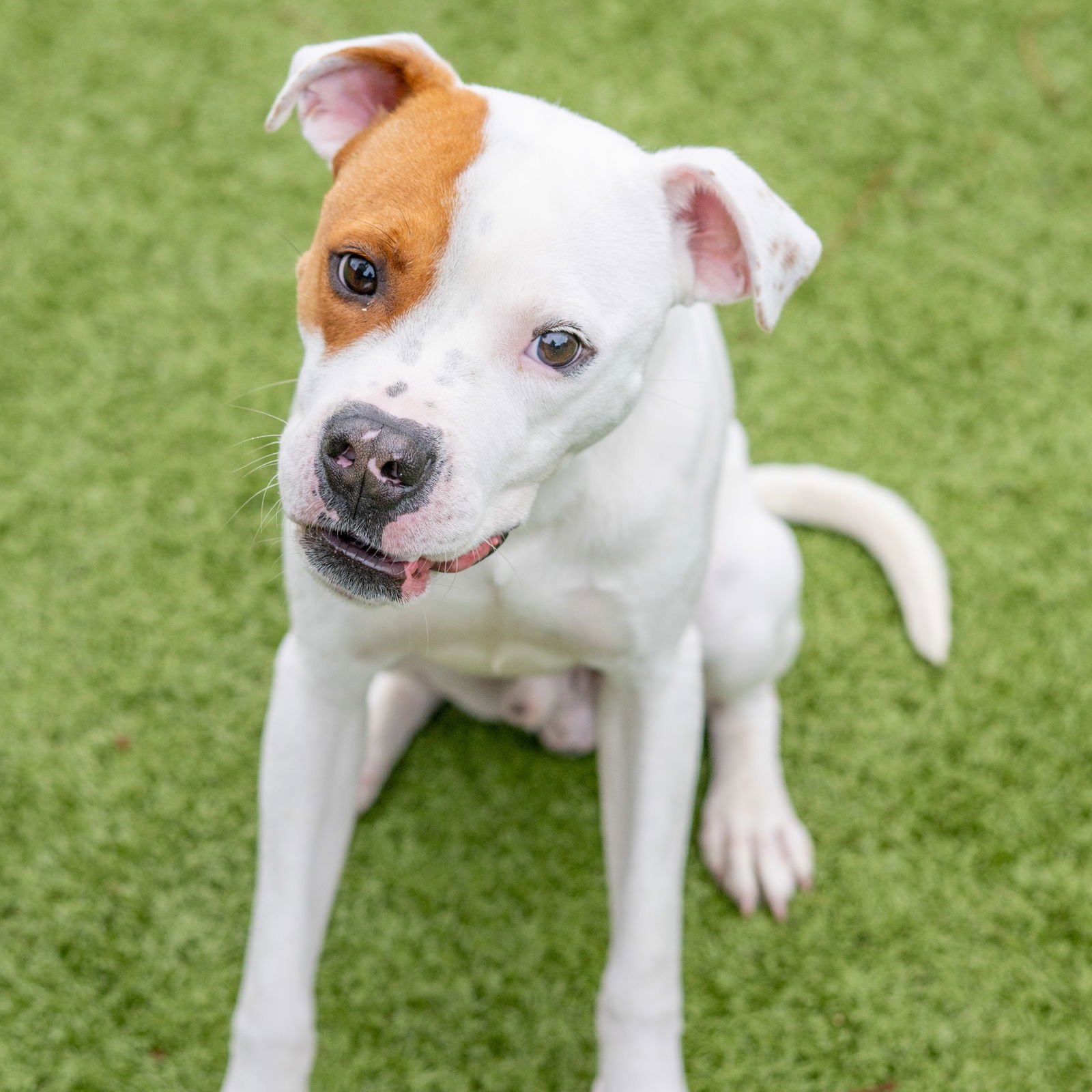 YODER - Boxer available for adoption