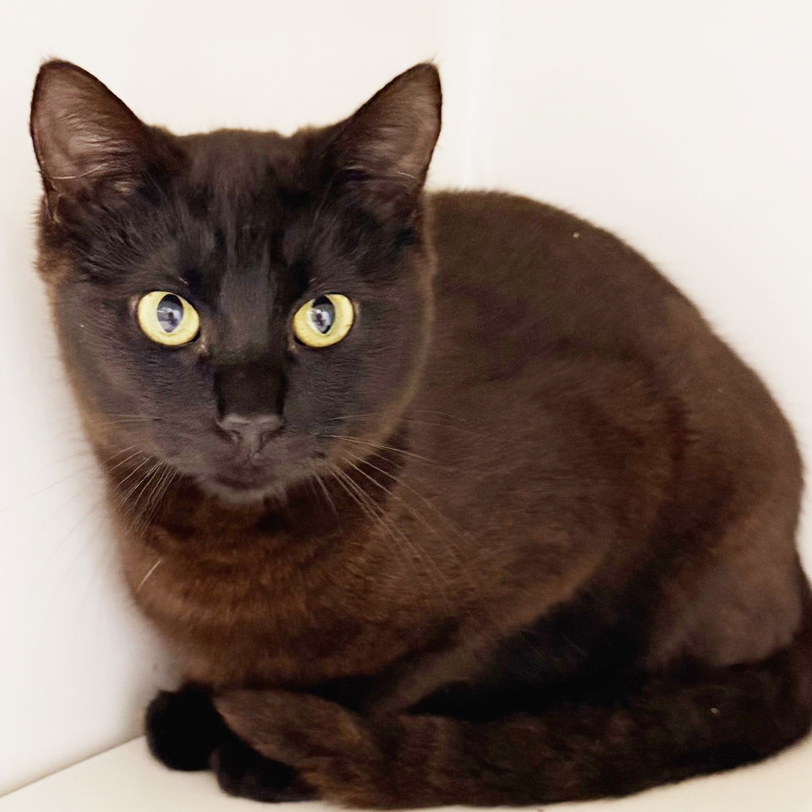 BARRETT - Domestic Short Hair available for adoption