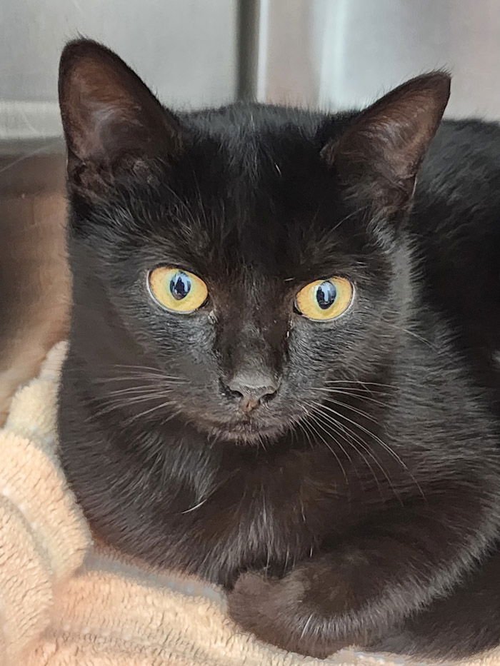 NANNY - Domestic Short Hair available for adoption