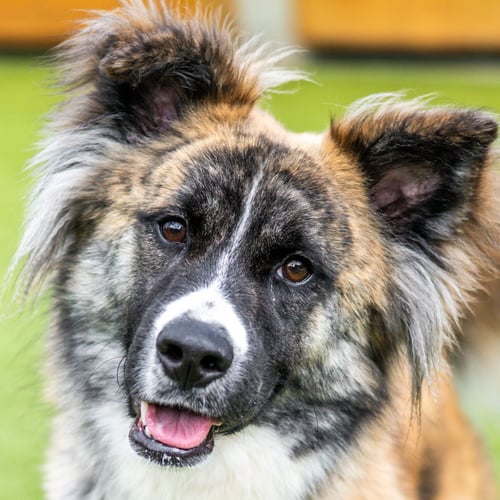 LUCKY - Collie available for adoption