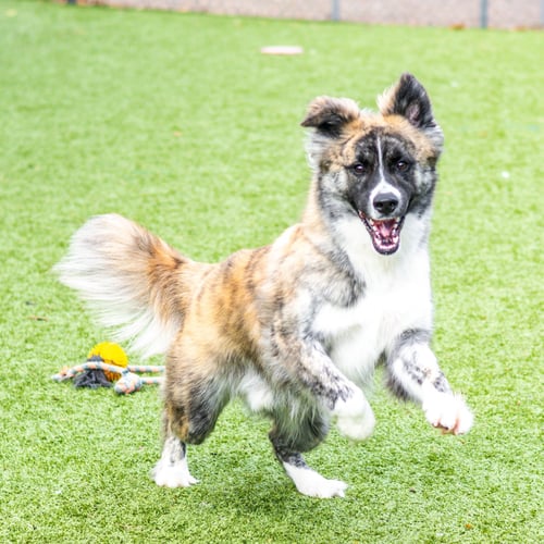 LUCKY - Collie available for adoption