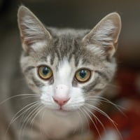 Bronwyn - Photo 1