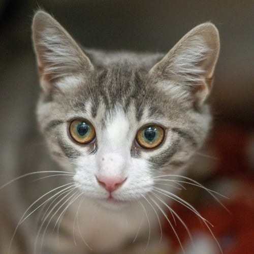 BRONWYN - Domestic Short Hair available for adoption