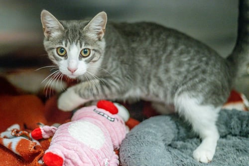 BRONWYN - Domestic Short Hair available for adoption