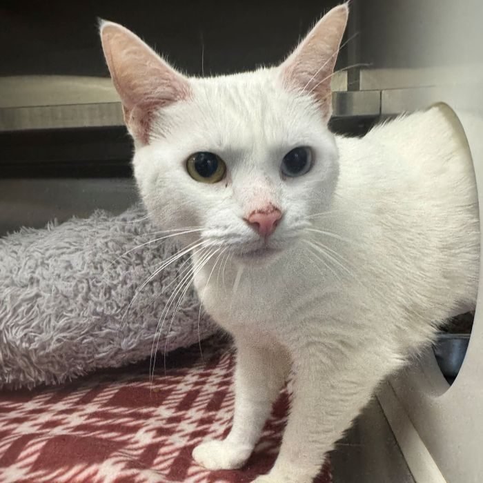 GEMINI - Domestic Short Hair available for adoption