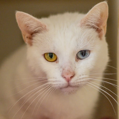 GEMINI - Domestic Short Hair for adoption in Savannah
