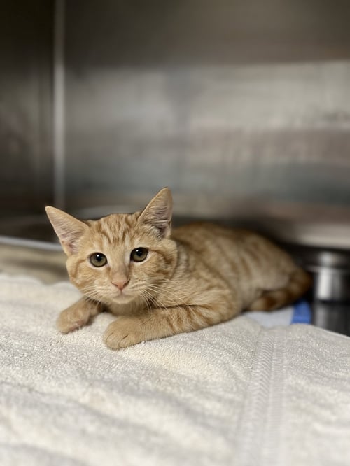 MADISON - Domestic Short Hair available for adoption